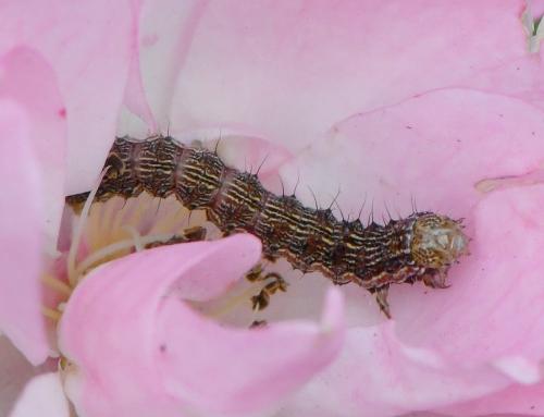Helicoverpa armigera